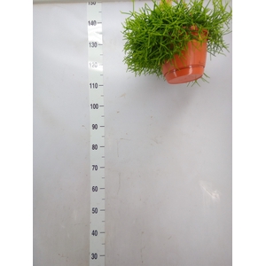 Rhipsalis heteroclada