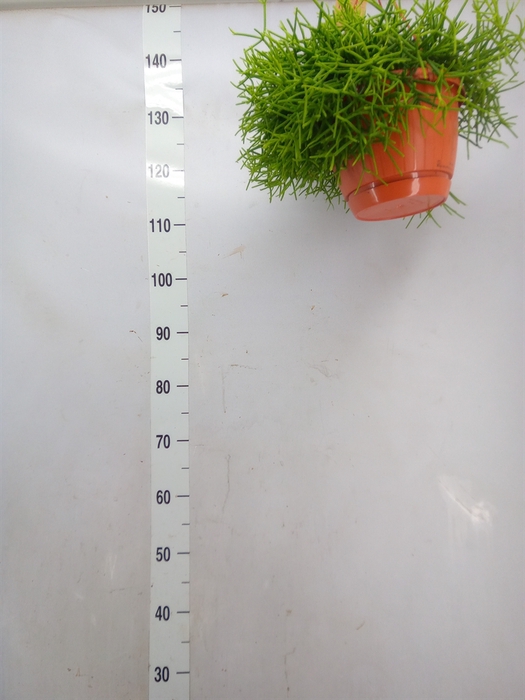 <h4>Rhipsalis heteroclada</h4>