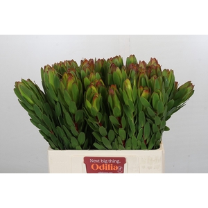 Leucadendron Goldstrike