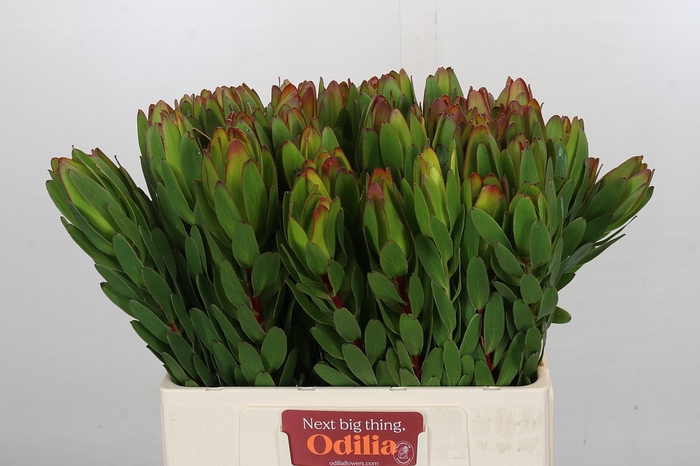 <h4>Leucadendron Goldstrike</h4>