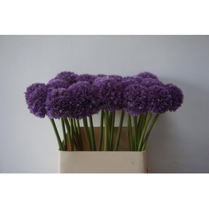 ALLIUM HIS EXCELLENC