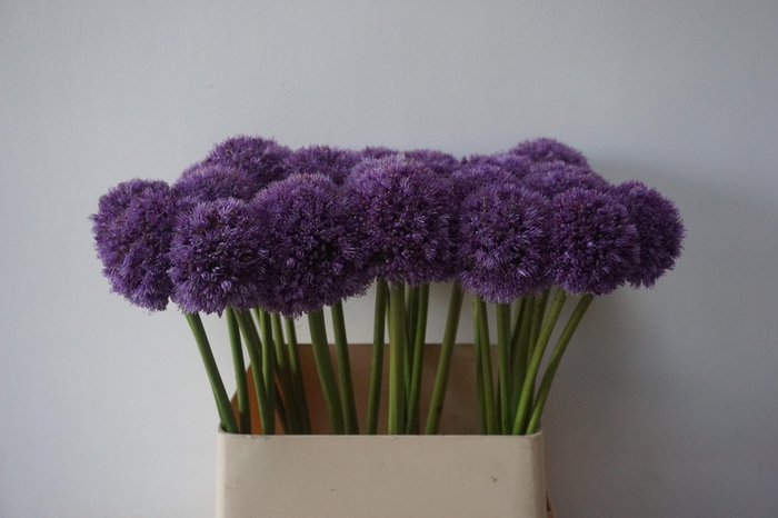 <h4>ALLIUM HIS EXCELLENC</h4>