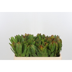 Leucadendron Saf Goldstrik