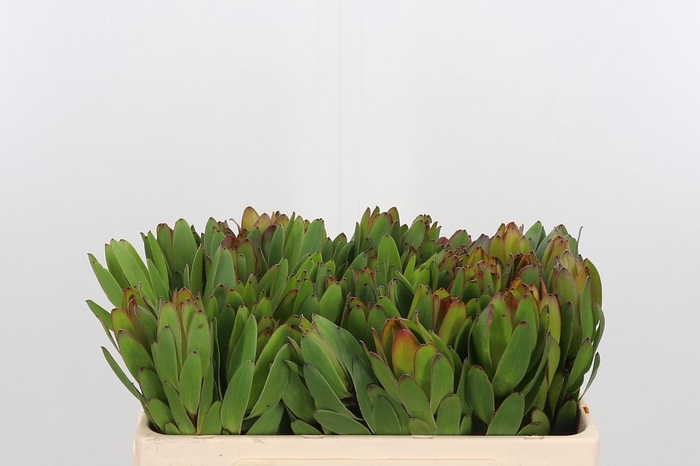 <h4>Leucadendron Saf Goldstrik</h4>