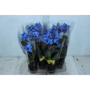 PHALAENOPSIS MINI P09 TINGIDA AZUL