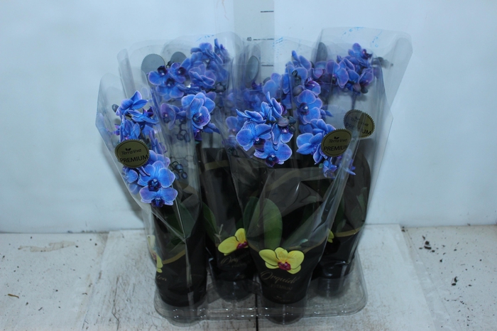 <h4>PHALAENOPSIS MINI P09 TINGIDA AZUL</h4>