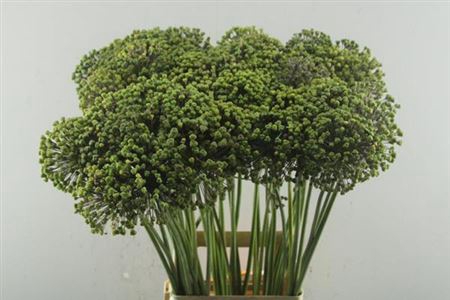 Allium Zaadbollen