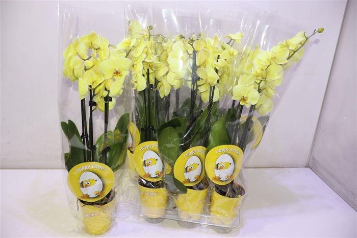 <h4>Phal Wonder Yellow</h4>