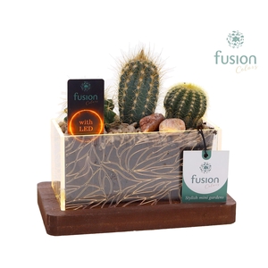 Acryl bakje LED rechthoek met Cactus