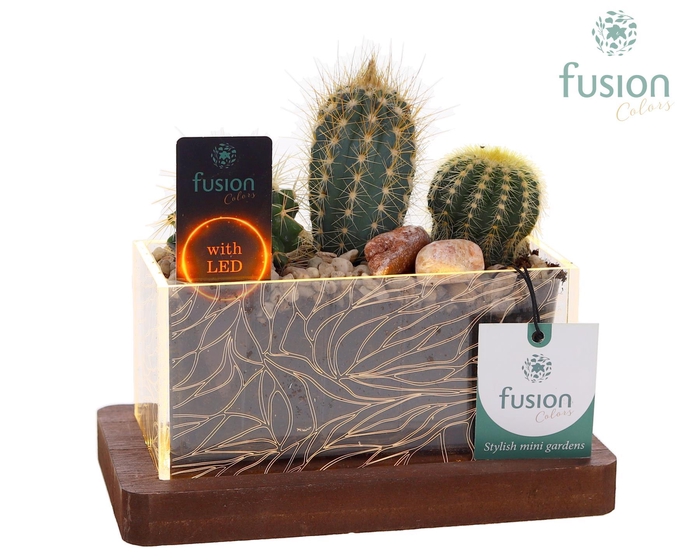 <h4>Acryl bakje LED rechthoek met Cactus</h4>
