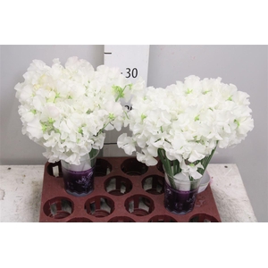 Lathyr Wi Suns White