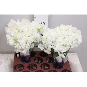 Lathyr Wi Suns White