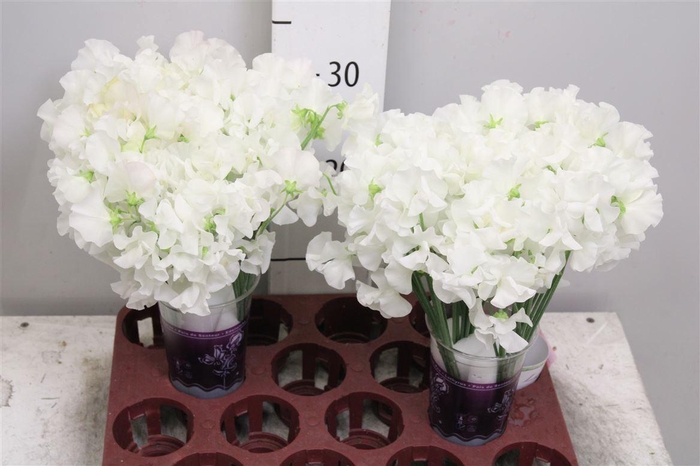 <h4>Lathyr Wi Suns White</h4>