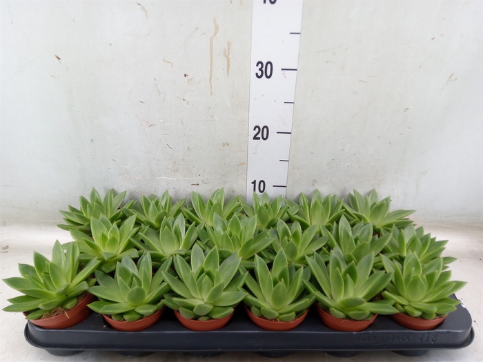 <h4>Echeveria  'Miranda'</h4>
