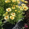 Coreopsis overig