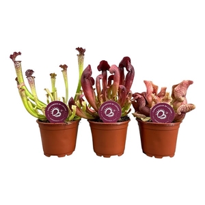 Sarracenia mix 8,5 cm 3 soorten (naar beschikbaarheid)