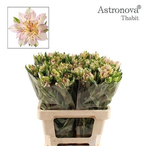 ALSTROEMERIA ASTRONOVA THABIT