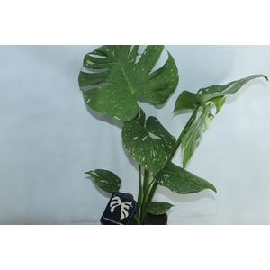 MONSTERA THAI CONSTELLATION P18