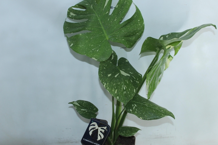 <h4>MONSTERA THAI CONSTELLATION P18</h4>