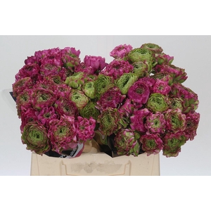 Ranunculus Pon Pon Malva