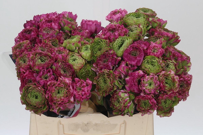 Ranunculus Pon Pon Malva