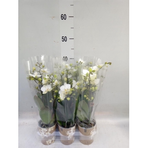 Phalaenopsis multi. 'Ant Zurich'