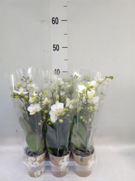 <h4>Phalaenopsis multi. 'Ant Zurich'</h4>