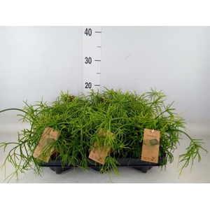 Rhipsalis baccifera 'Oasis'