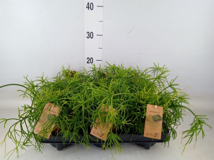<h4>Rhipsalis baccifera 'Oasis'</h4>