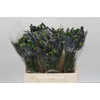 Anigozanthos Celebrations Firework