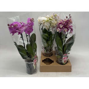 PHAL GEM