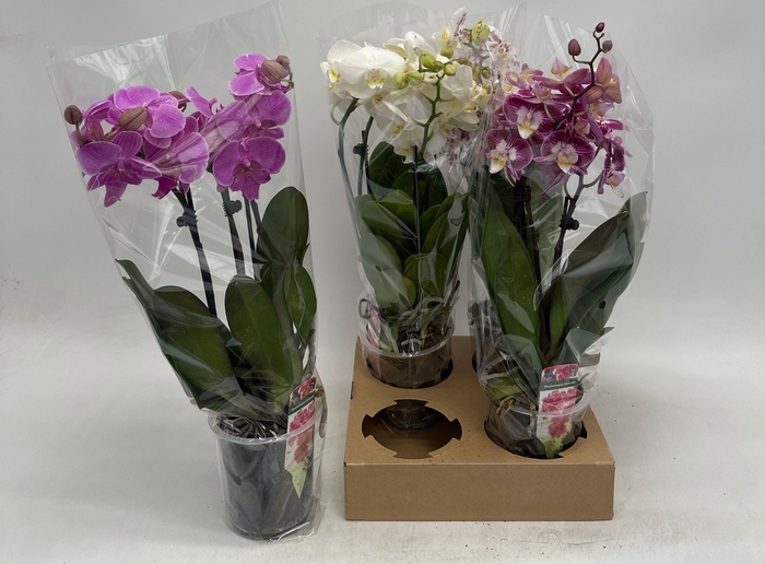 <h4>PHAL GEM</h4>