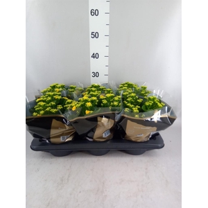 Kalanchoe blos. 'RosDon Amaril'