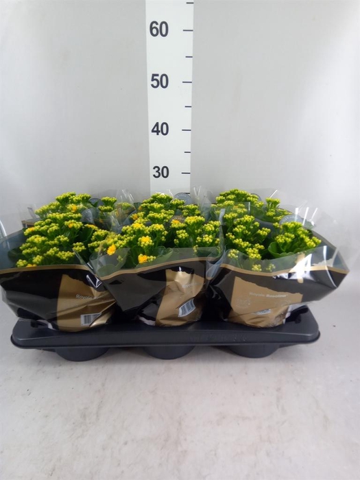 <h4>Kalanchoe blos. 'RosDon Amaril'</h4>