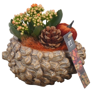 Arr.   Planten L%