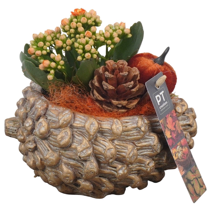 <h4>Arr.   Planten L%</h4>