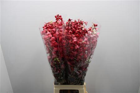 <h4>Delph En Be An White Red Dyed</h4>