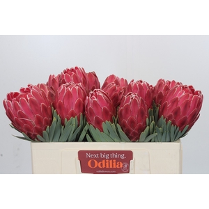 Protea Venus