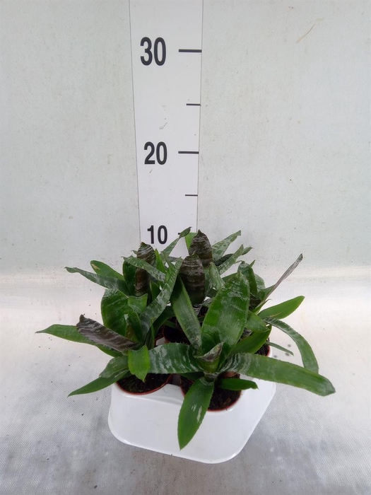 <h4>Aechmea   ...</h4>