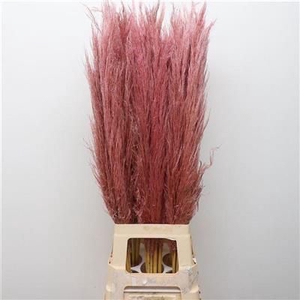 CORTADERIA PINK X 5 TK P.TAK