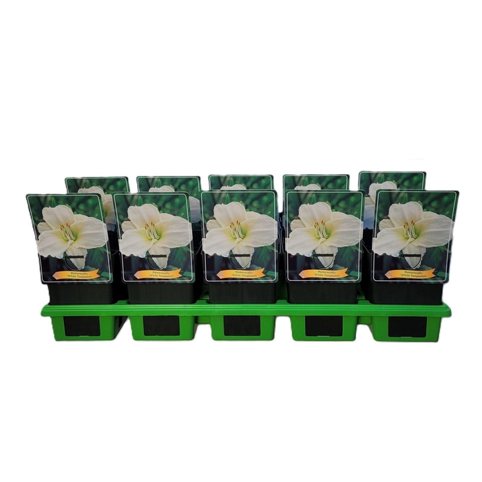Hemerocallis White Temptation