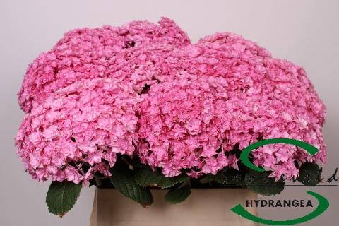 <h4>HYDR M BEAU LUXOR RS</h4>