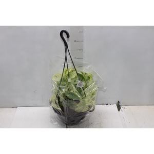 JIBOIA BRANCO PEND C21 PENDENTE
