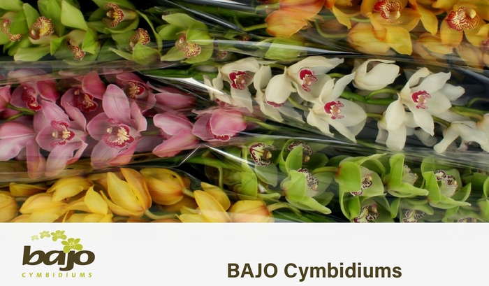 <h4>CYMB T GEM</h4>