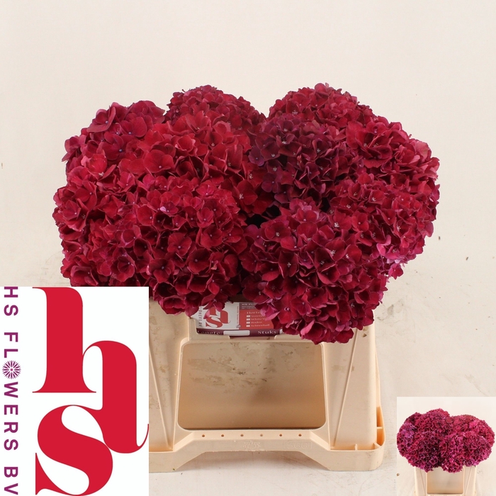 <h4>HYDR M MAG RUBYRED</h4>