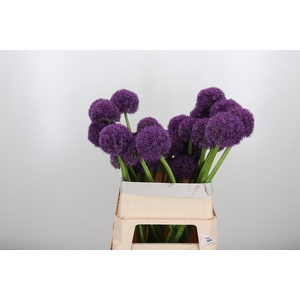 Allium Grootbloemig