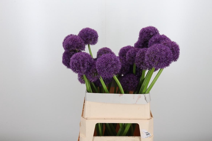 <h4>Allium Grootbloemig</h4>