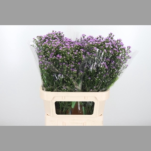 Ast Nb Tee Tiny Pink