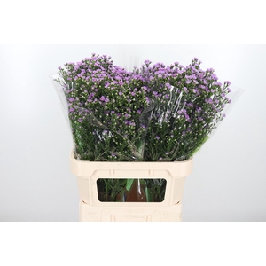 Ast Nb Tee Tiny Pink