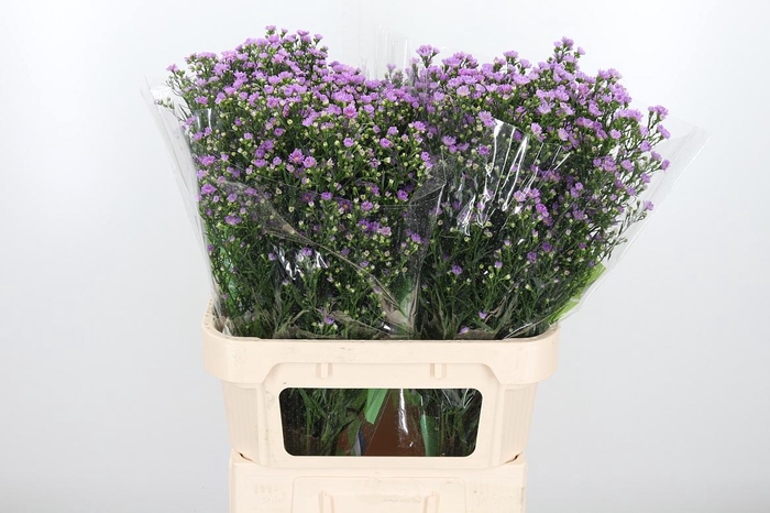 <h4>Ast Nb Tee Tiny Pink</h4>